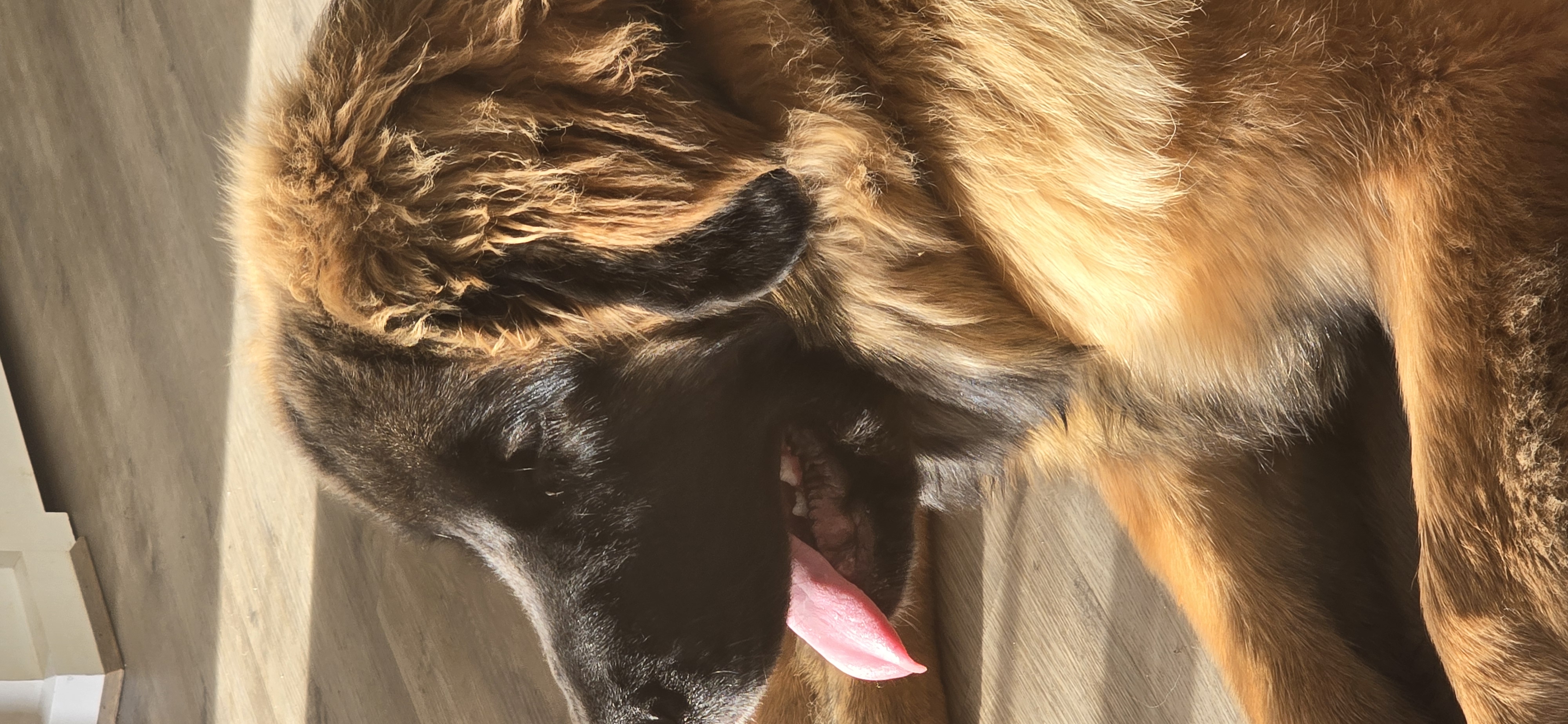 Frankie the Leonberger, one of Jessica's own dogs
